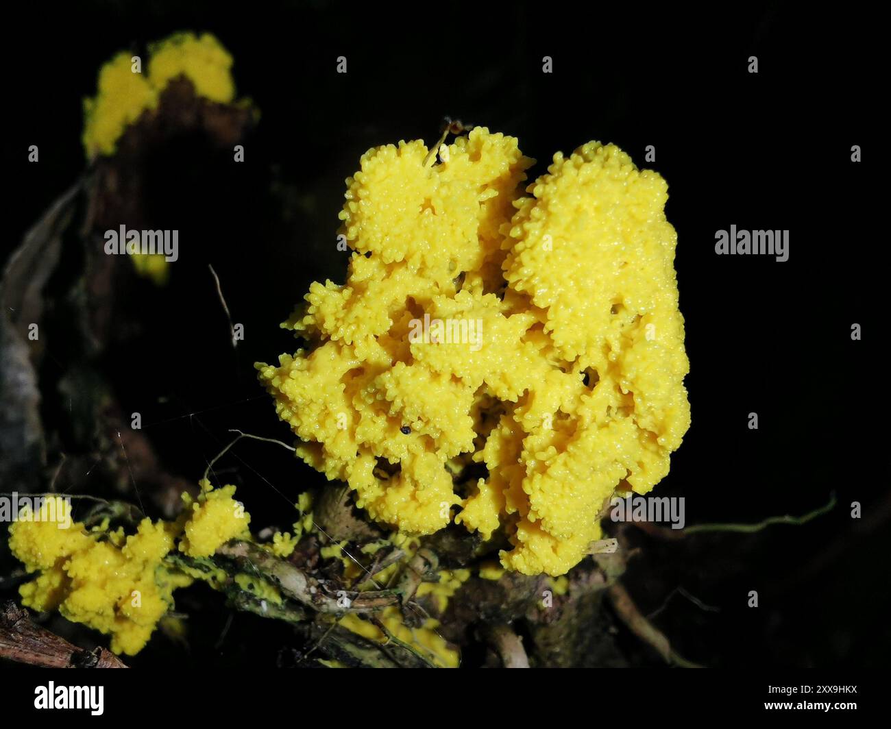 Muffe di melma (Mycetozoa) Protozoa Foto Stock