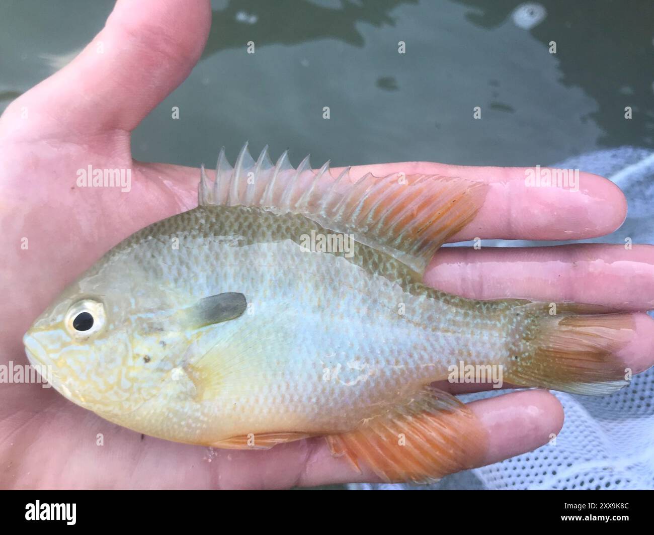 Longear Sunfish Complex (Lepomis megalotis) Actinopterygii Foto Stock