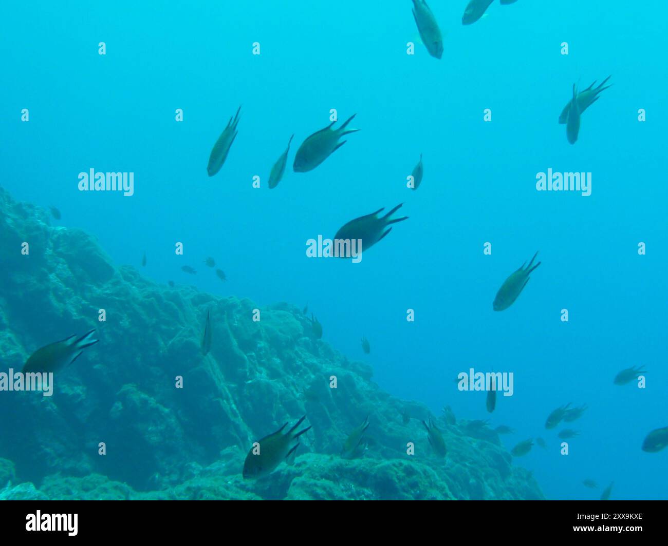 Damigella atlantica (Chromis limbata) Actinopterygii Foto Stock