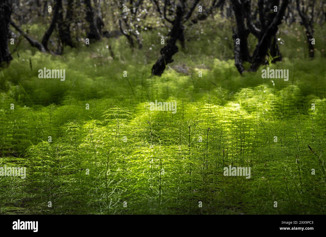 Splendido paesaggio forestale in Islanda, con fitti boschi di corvi verdi. Foto Stock