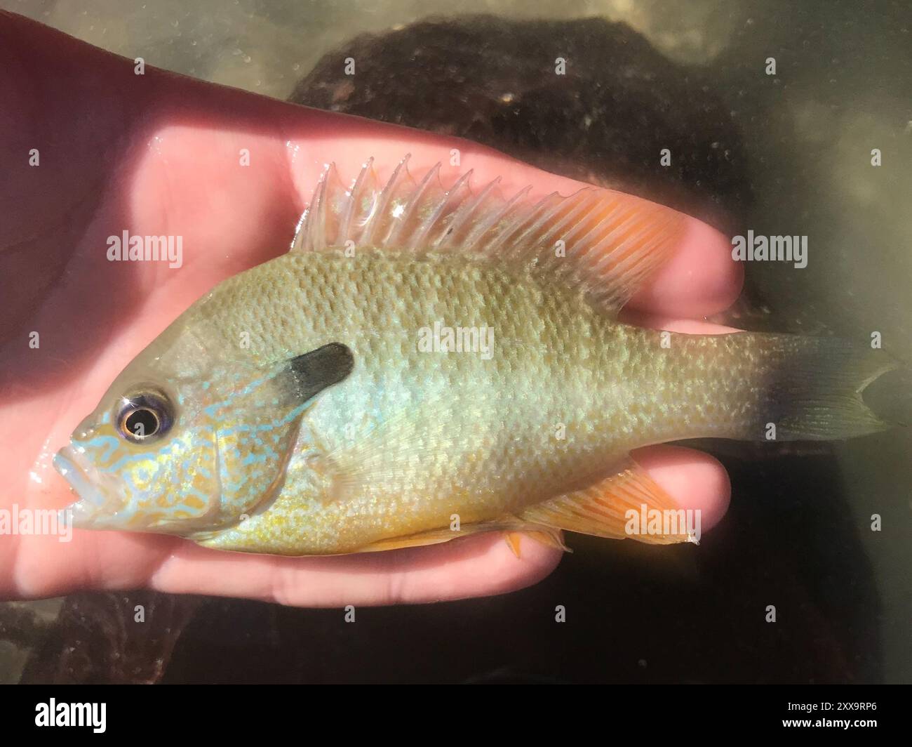 Longear Sunfish Complex (Lepomis megalotis) Actinopterygii Foto Stock