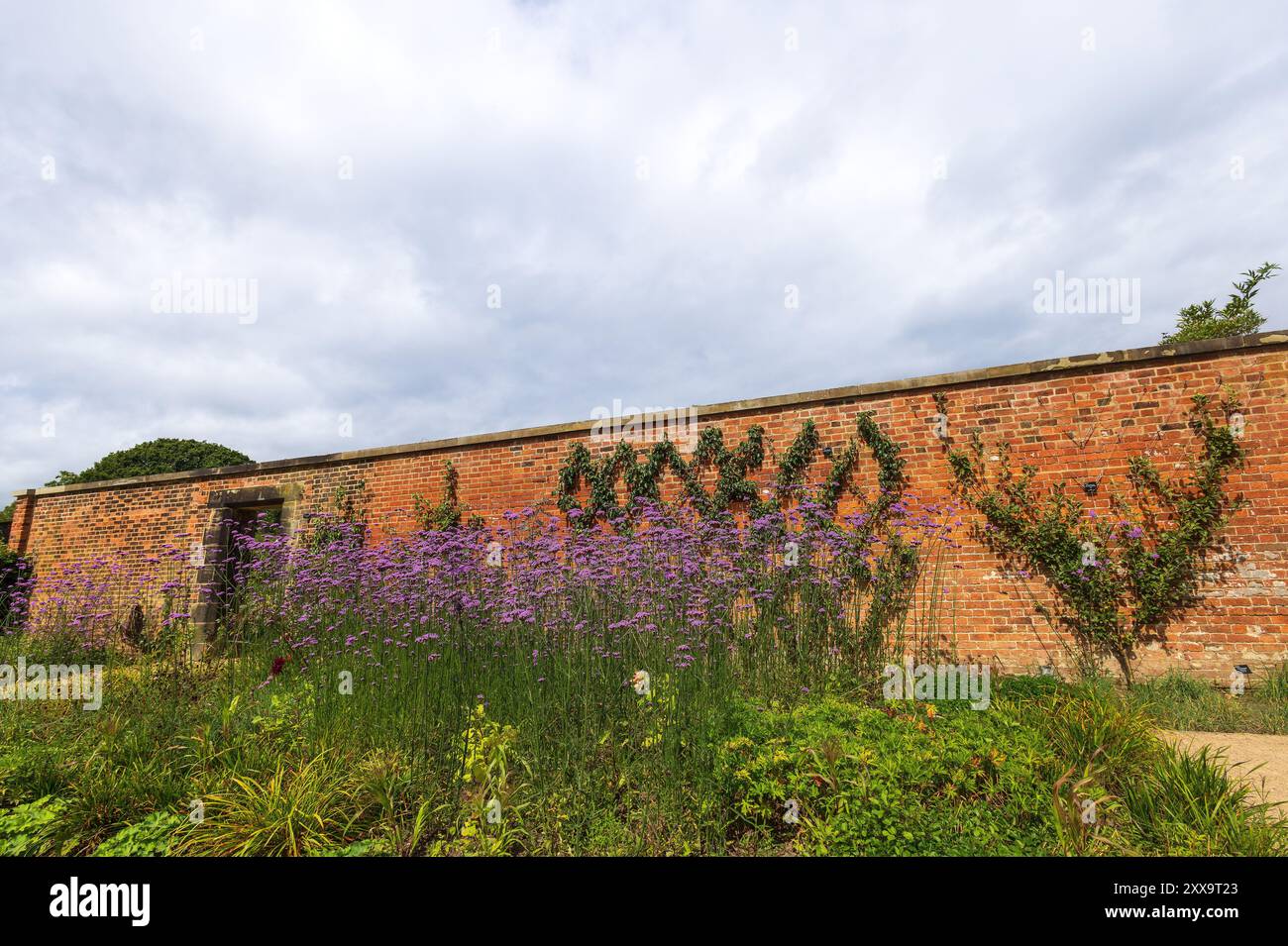 Giardino murale con lunghe mura in mattoni rossi che ospitano alberi da frutto espallieri, anche piante viola di Verbena bonariensis in primo piano. Foto Stock