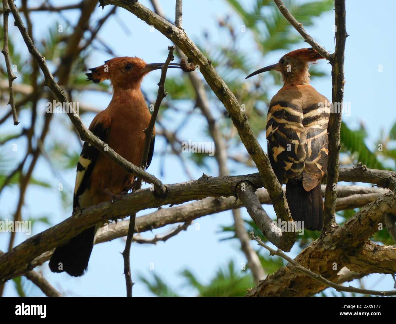 African Hoopoe (Upupa epops africana) Aves Foto Stock