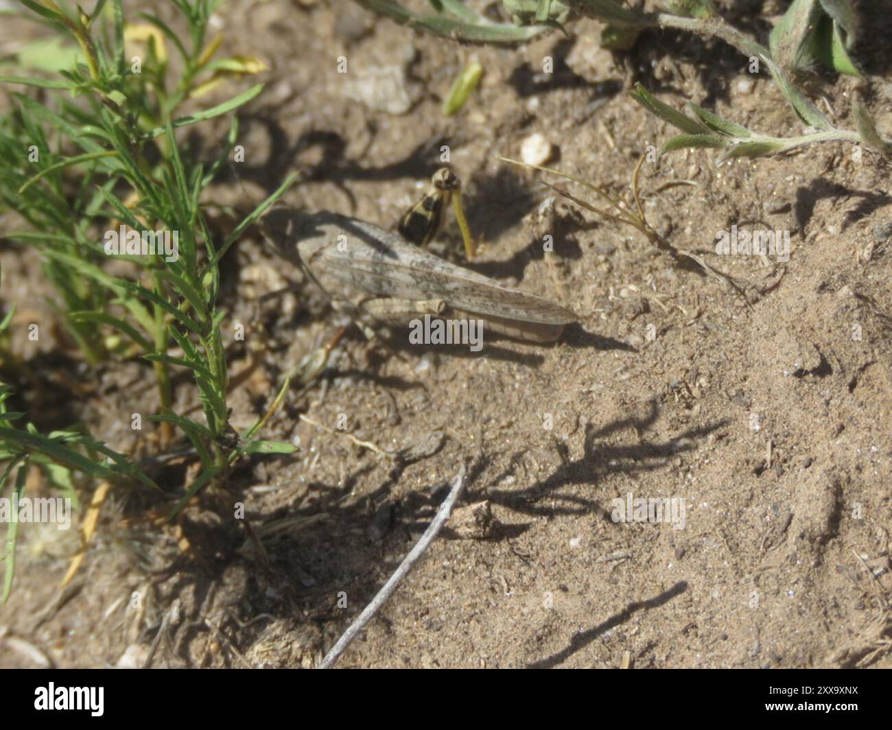 Grasshopper (Trimerotropis pallidipennis) Insecta con ali pallide Foto Stock