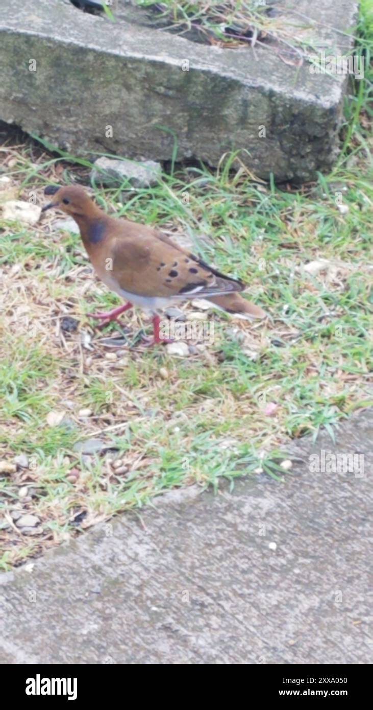 Zenaida dove (Zenaida aurita) Aves Foto Stock