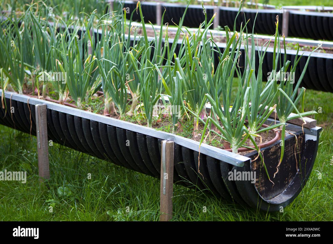 Tavolo per la crescita realizzato con tubo di plastica riutilizzato nel giardino del mercato. Messa a fuoco selettiva Foto Stock