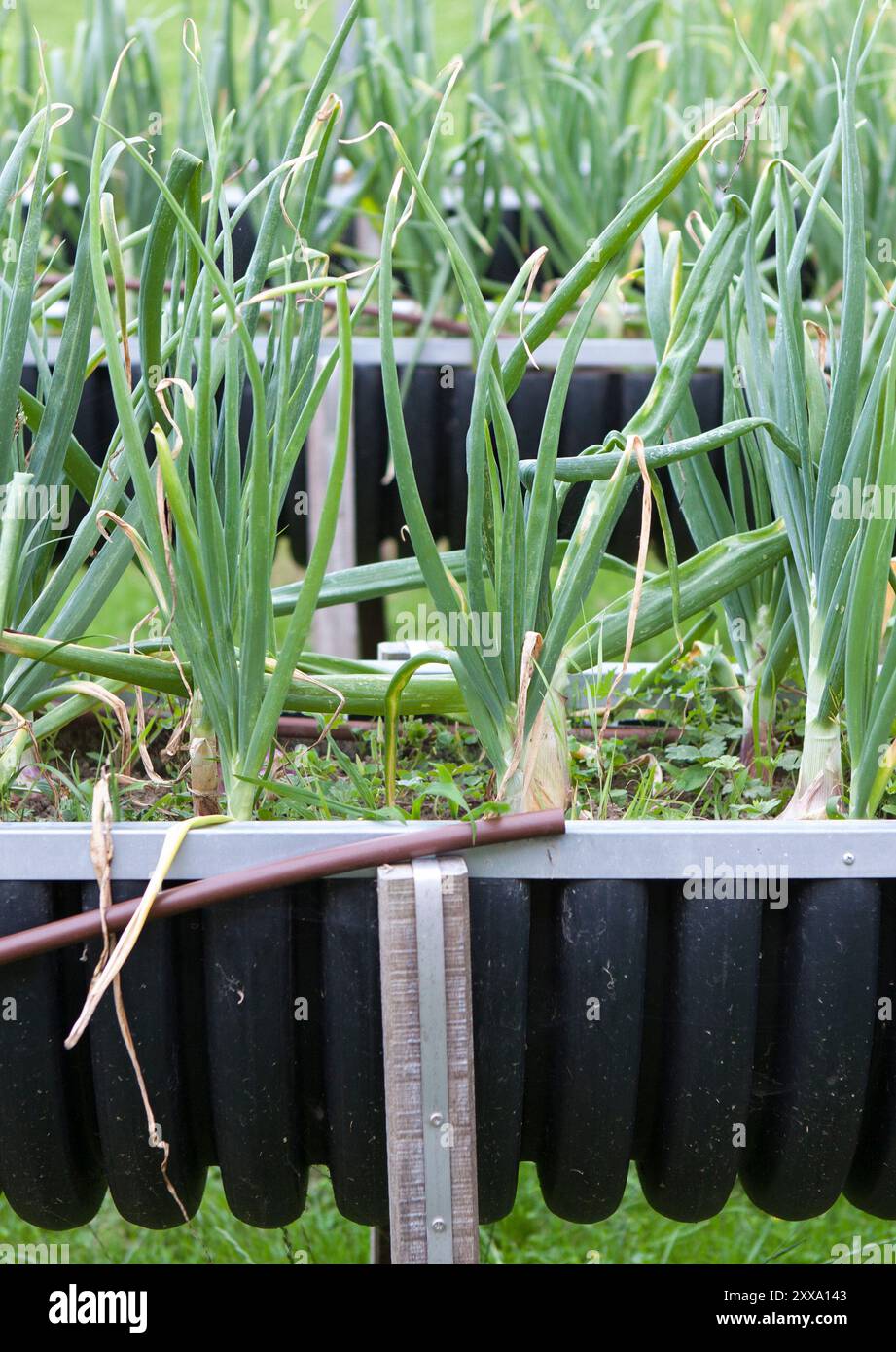 Tavolo per la crescita realizzato con tubo di plastica riutilizzato nel giardino del mercato. Messa a fuoco selettiva Foto Stock