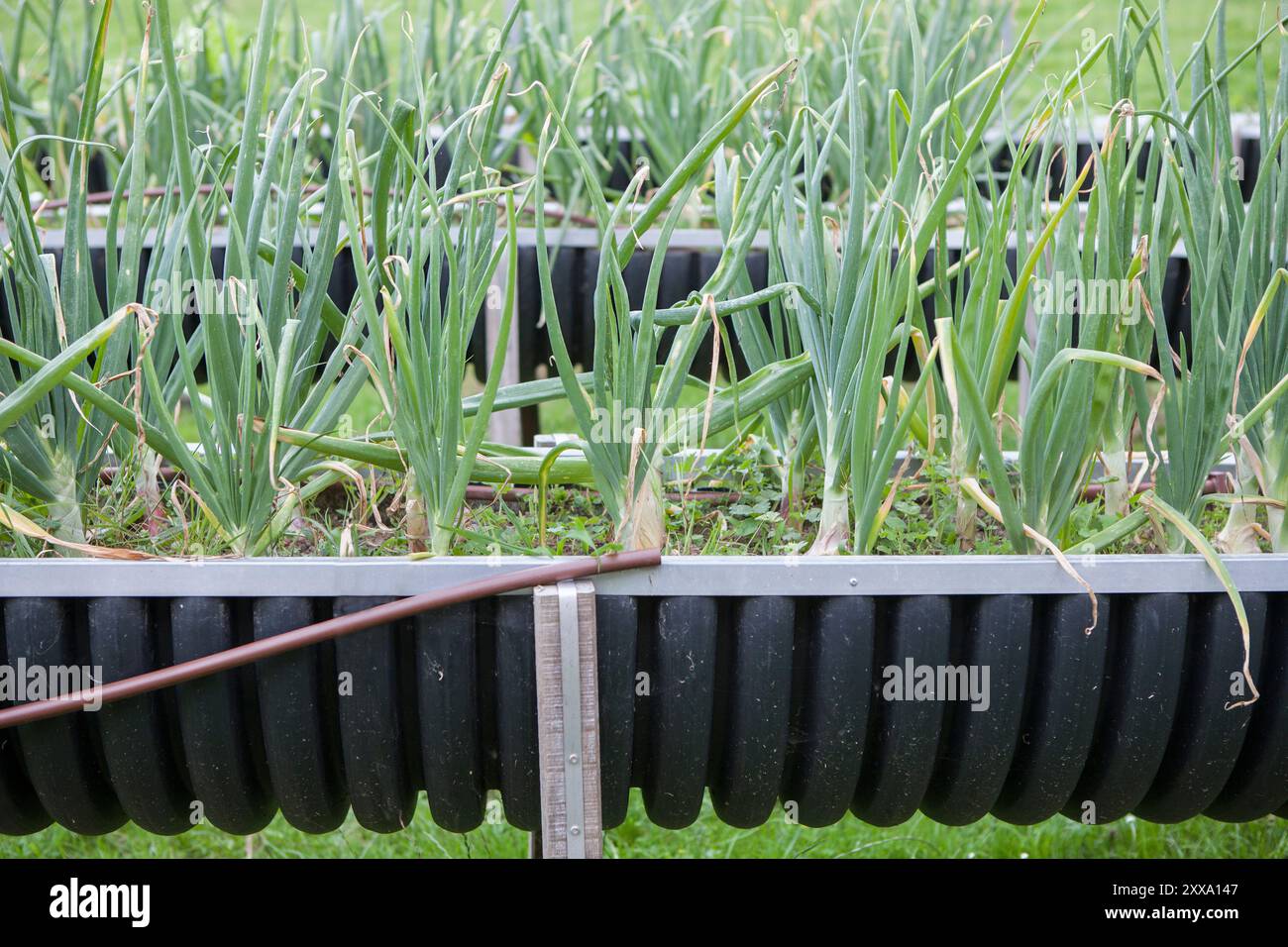 Tavolo per la crescita realizzato con tubo di plastica riutilizzato nel giardino del mercato. Messa a fuoco selettiva Foto Stock