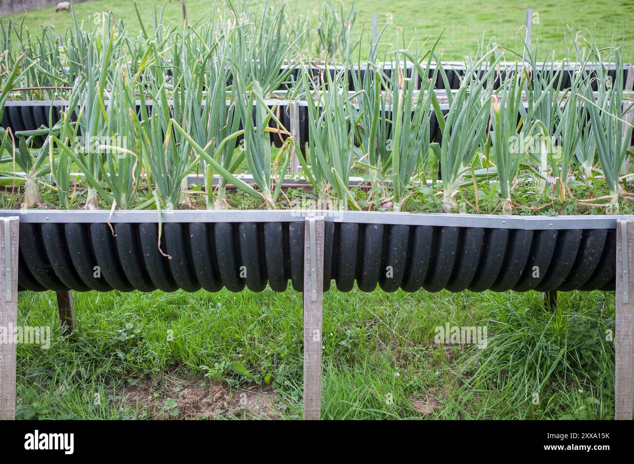 Tavolo per la crescita realizzato con tubo di plastica riutilizzato nel giardino del mercato. Messa a fuoco selettiva Foto Stock