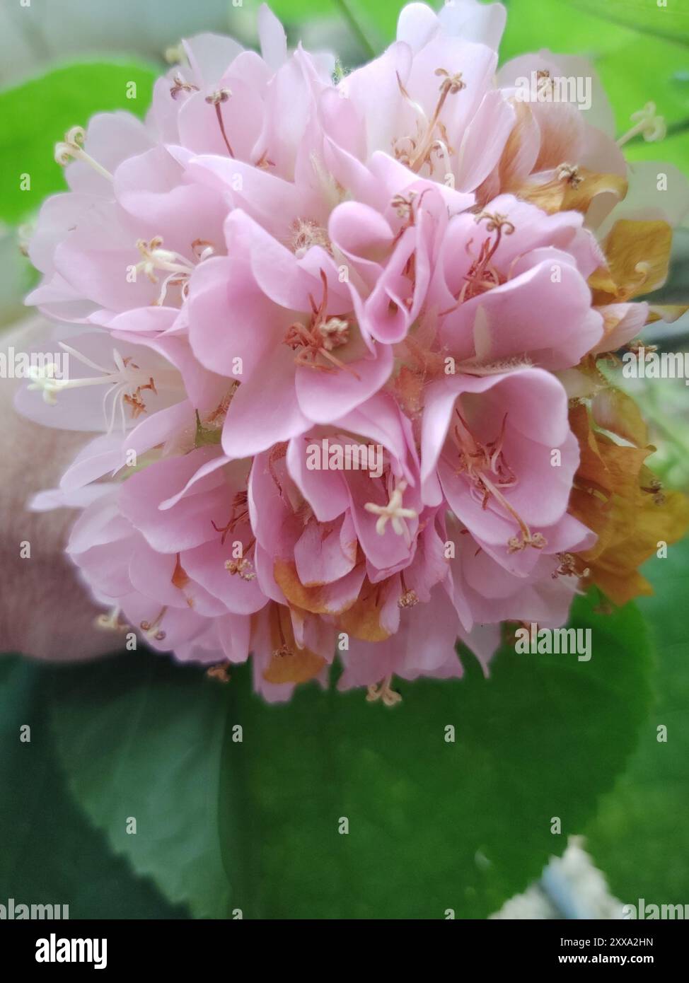 (Dombeya x cayeuxii) piano Foto Stock