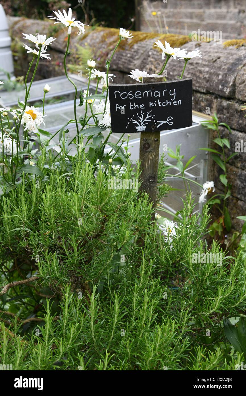 Patch Rosemary Foto Stock