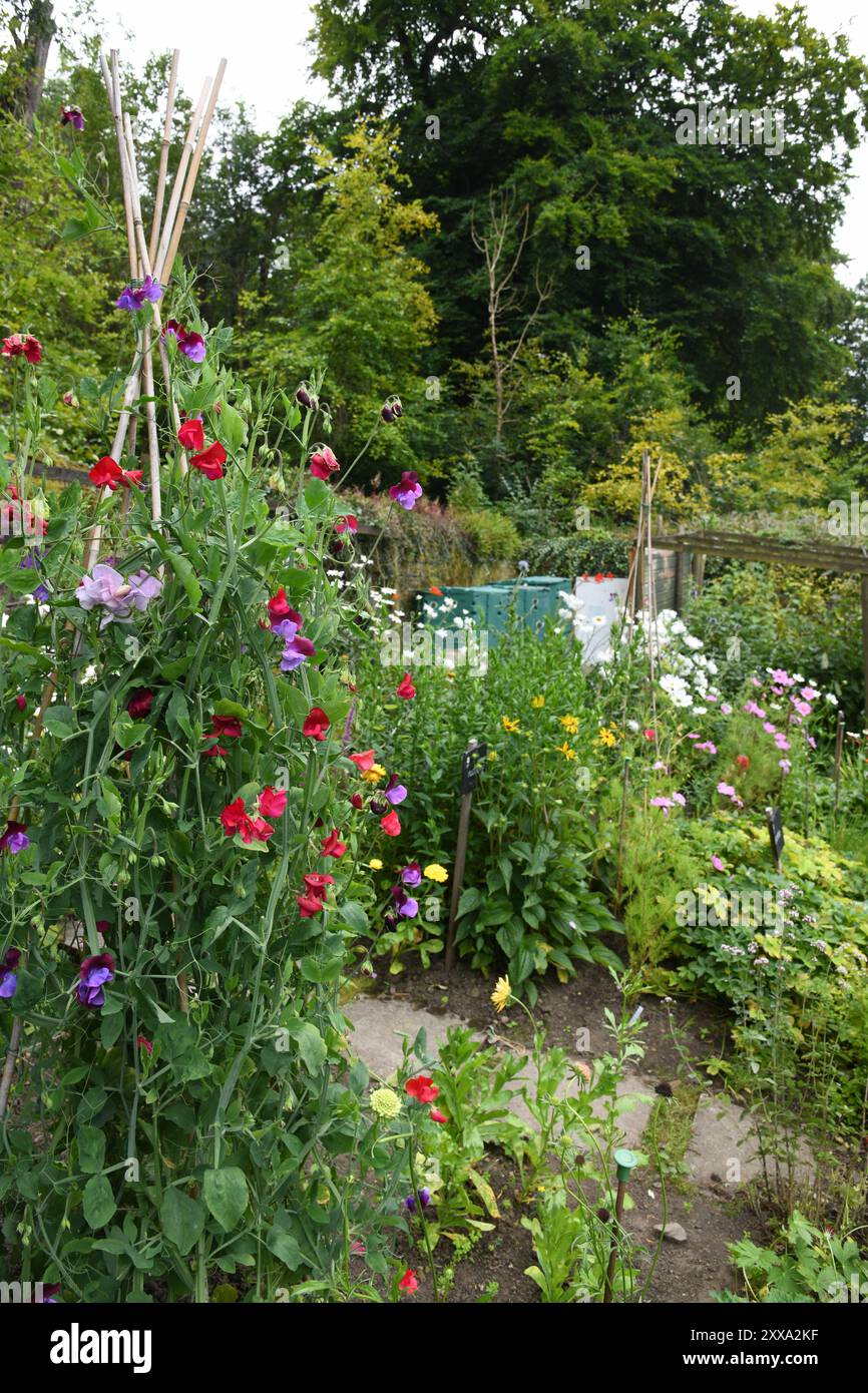Giardino di Sweetpea Foto Stock