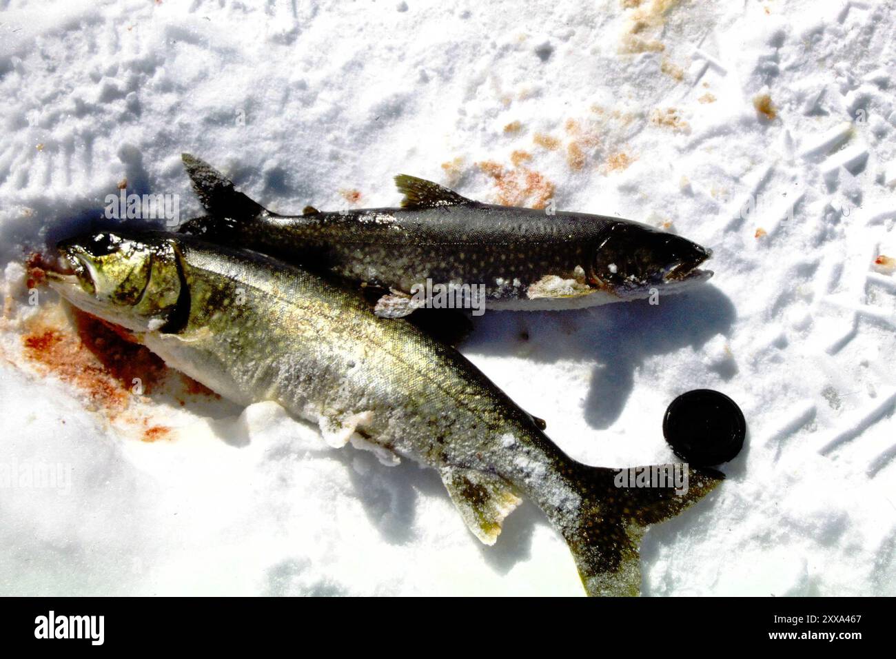 Trota di lago (Salvelinus namaycush) Actinopterygii Foto Stock