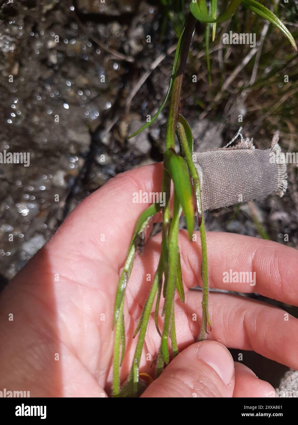 Neve gialla marguerite (Dolichoglottis lyallii) Plantae Foto Stock