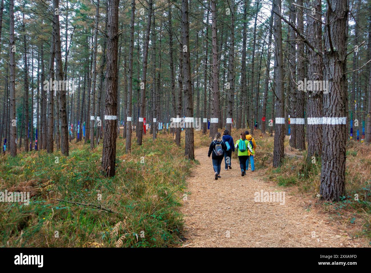 Alberi dipinti e "arte di terra" nella Bosque de Oma (foresta di Oma) vicino a Kortezubi, nei Paesi Baschi, in Spagna Foto Stock