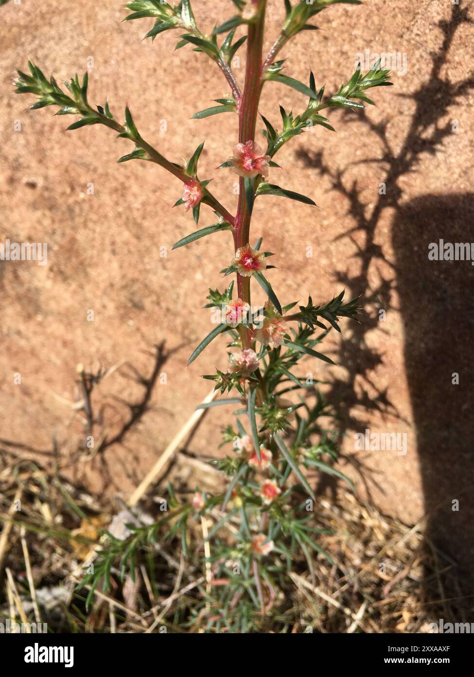 Cardo Russo meridionale (Salsola australis) Plantae Foto Stock