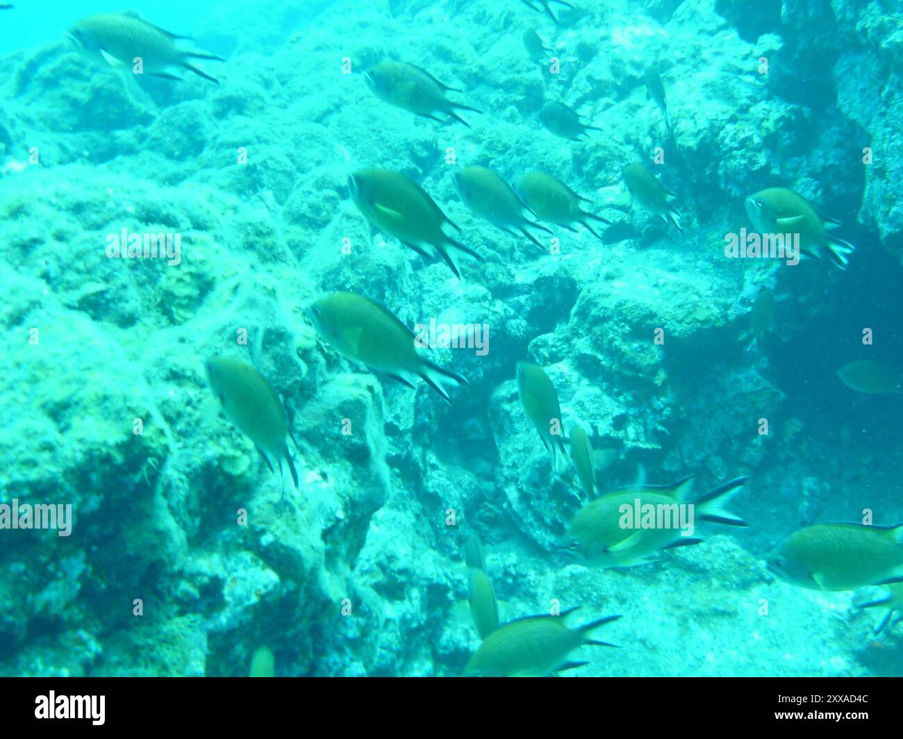 Damigella atlantica (Chromis limbata) Actinopterygii Foto Stock