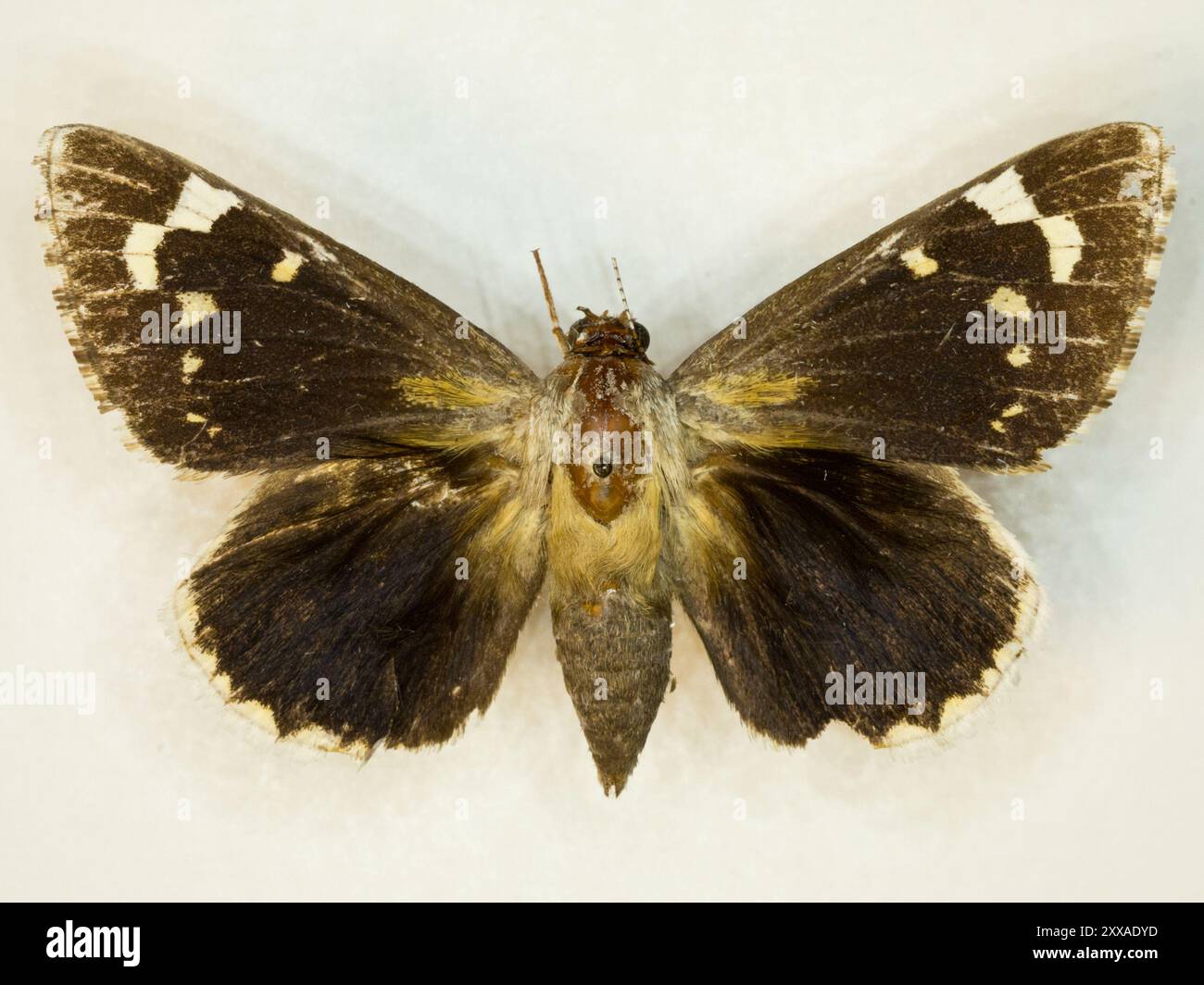 Strecker's Giant-Skipper (Megathymus streckeri) Insecta Foto Stock