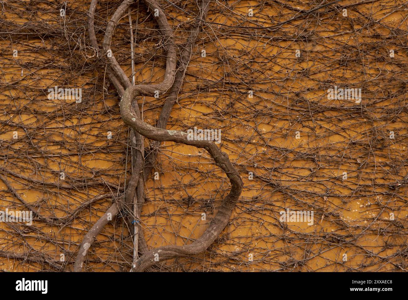 Parete esterna color senape ricoperta da una vecchia vite asciutta strisciante Foto Stock