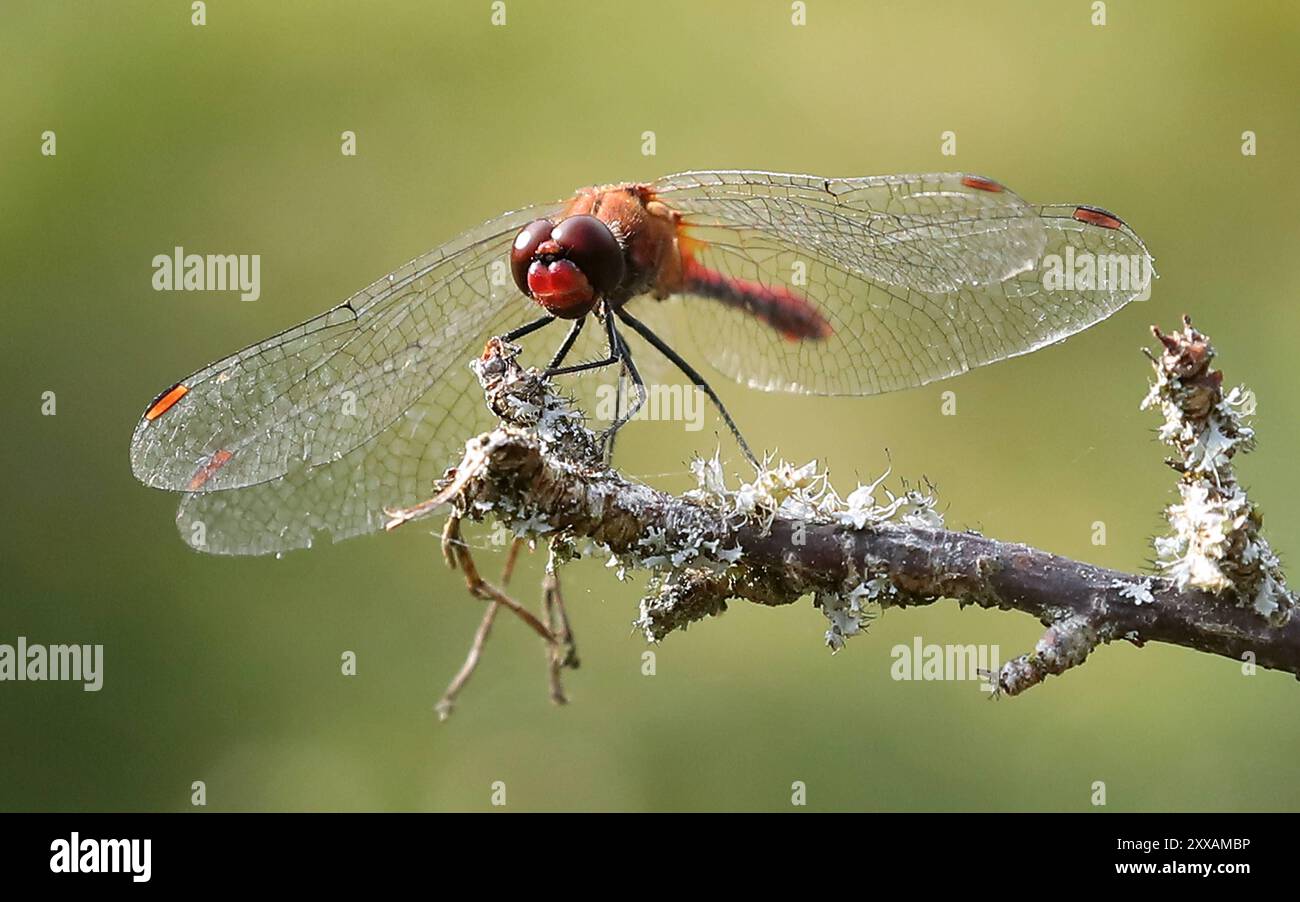 Libelle Libelle, Gemeine Heidelibelle Sympetrum vulgatum, einheimisches Insekt / 23.08.2024 / Brandeburgo / copyright: Contrast / O.. Behrendt / Contrast photoagentur / 10439 Berlin Meyerheimstr.8 / Tel: 49 172 3152300 / contrastcontrastphoto.de / MWSt-7 Prozent / fa-Prenzlauer Berg St.Nr. 31/222/60135 / Berl. Volksb. IBAN: DE37100900005881632006 / BIC: BEVODEBB *** Dragonfly Dragonfly, Common Darter Sympetrum vulgatum , insetto nativo 23 08 2024 Brandenburg copyright Contrast o Behrendt Contrast photoagentur 10439 Berlin Meyerheimstr 8 Tel 49 172 3152300 contrastphoto de VAT 7% fa Foto Stock