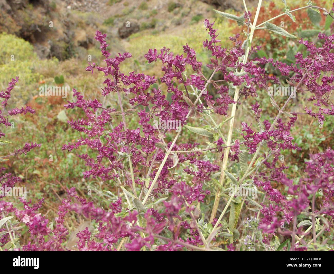 Salvia delle Canarie (Salvia canariensis) Plantae Foto Stock