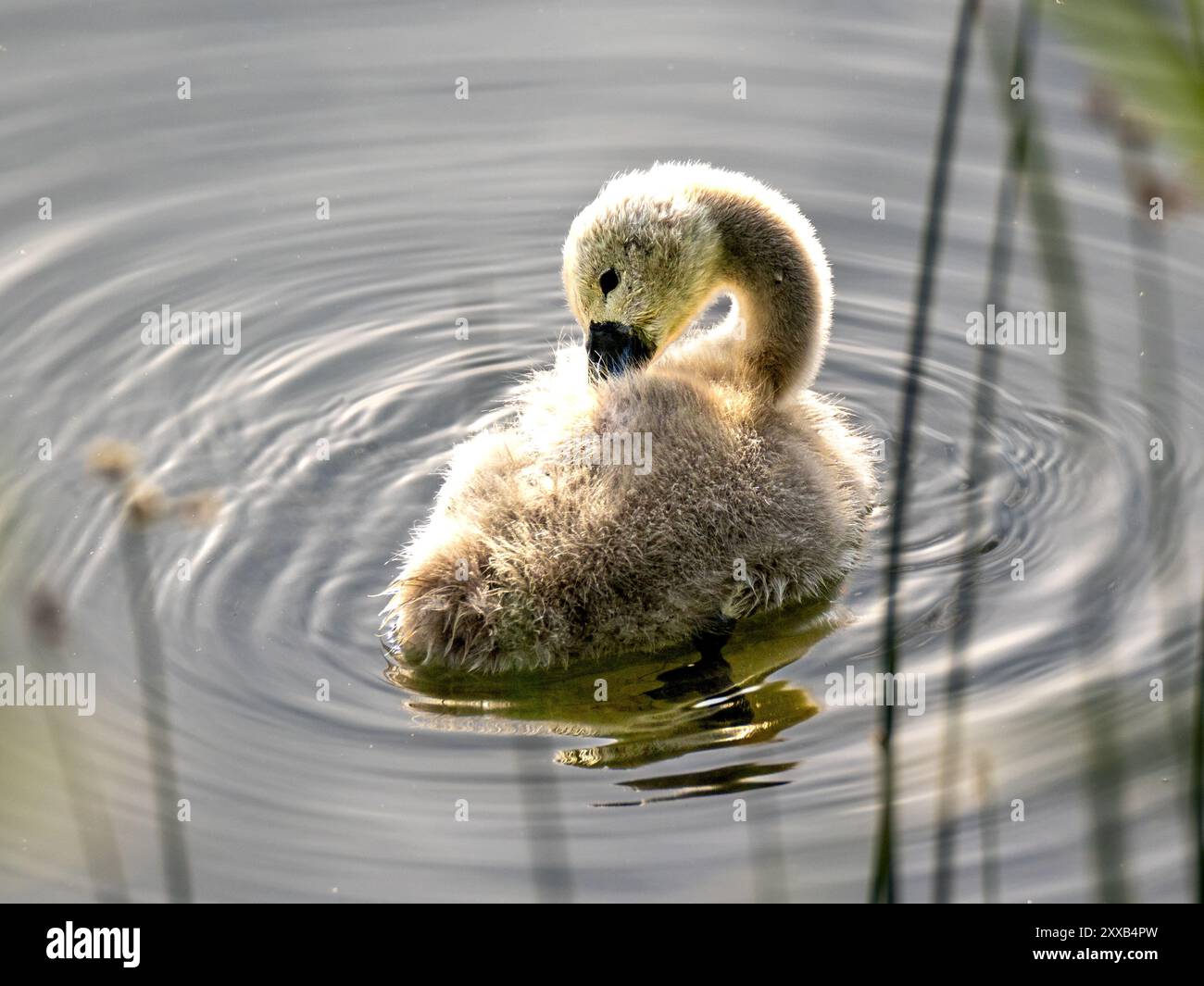Cigno piccolo a Groß Glienicker SEE vicino a Potsdam. Un cigno bambino si sta preparando. Foto Stock