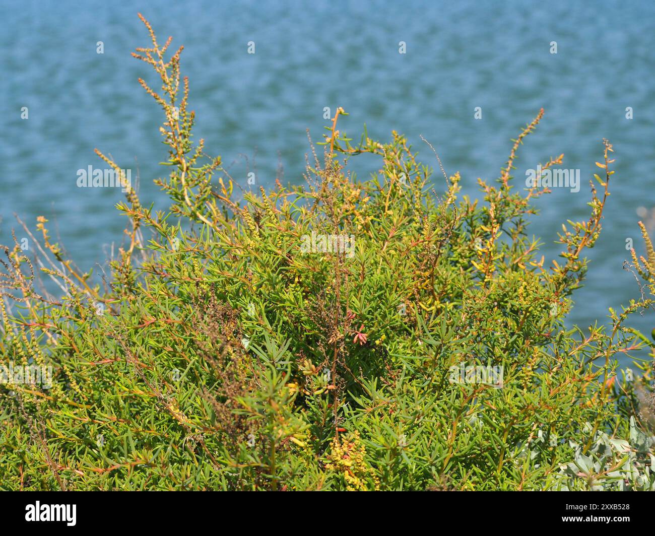 Alghe erbacee (Suaeda maritima) Plantae Foto Stock