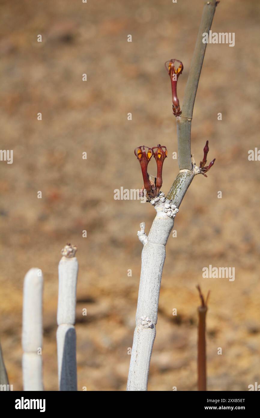 Infiorescenza di pianta succulenta Ceropegia fusca endemica delle isole Canarie (Tenerife, Spagna) Foto Stock