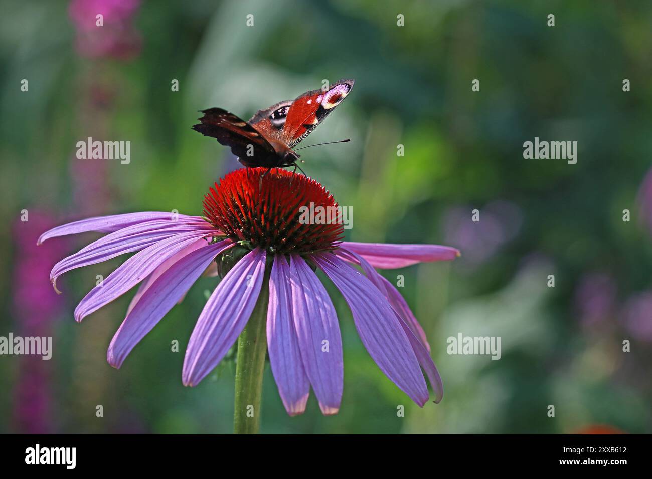 Una farfalla pavone diffonde le sue ali sul cono centrale di un fiore di campo dell'Echinacea Purpurea (Coneflower viola). Giardino all'inglese, luglio Foto Stock