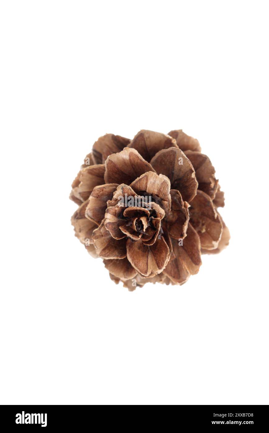 Pine cono isolato su bianco Foto Stock