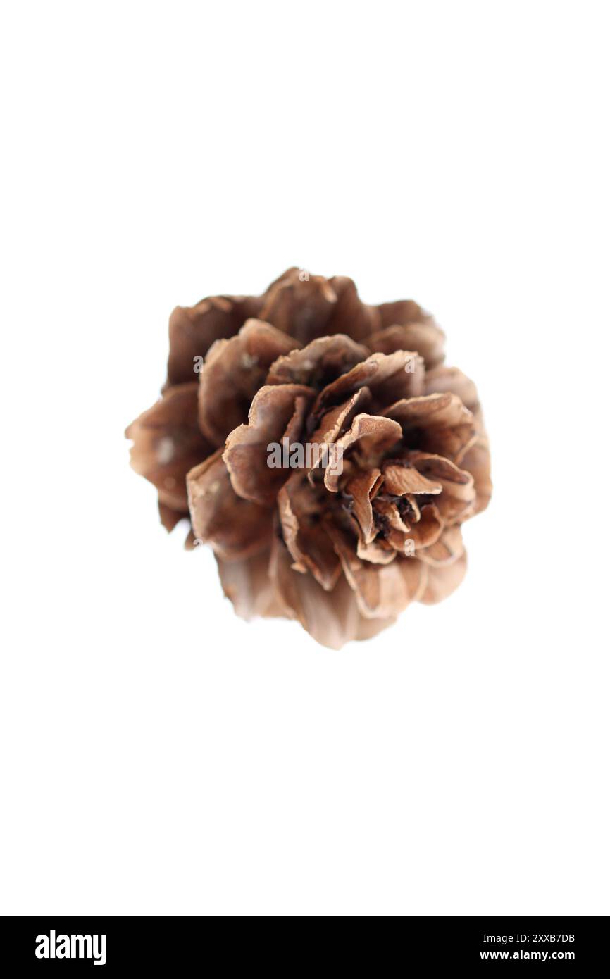 Cono di pino su sfondo bianco Foto Stock