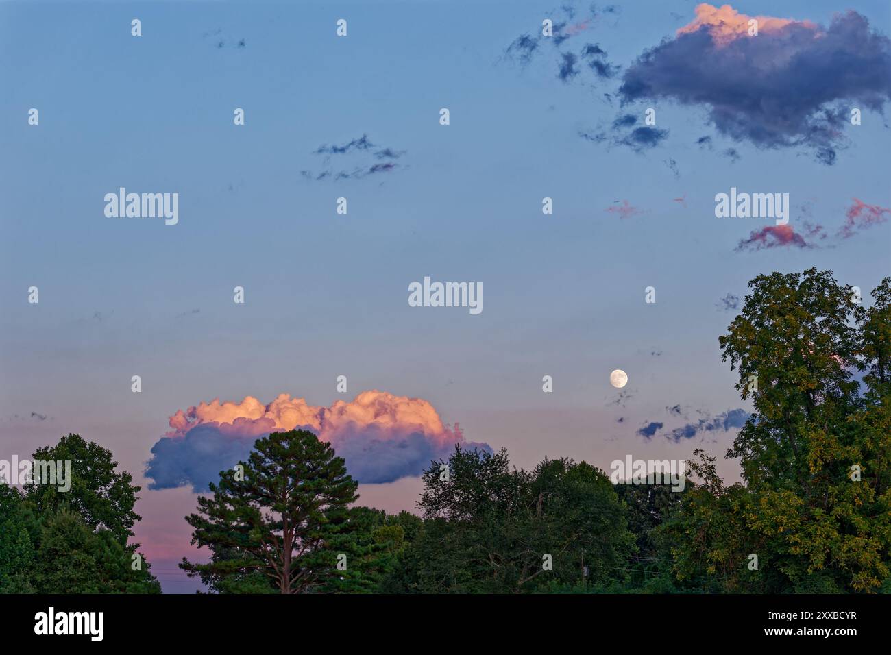 Luna piena luminosa che appare dopo una tempesta di pioggia con nuvole evidenziate dal sole che tramonta all'ora blu dietro gli alberi in estate Foto Stock