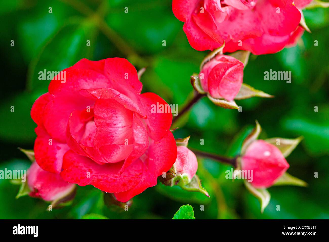 Rosa rossa in miniatura che cresce in una bassa siepe lungo il lungomare di Steveston Foto Stock