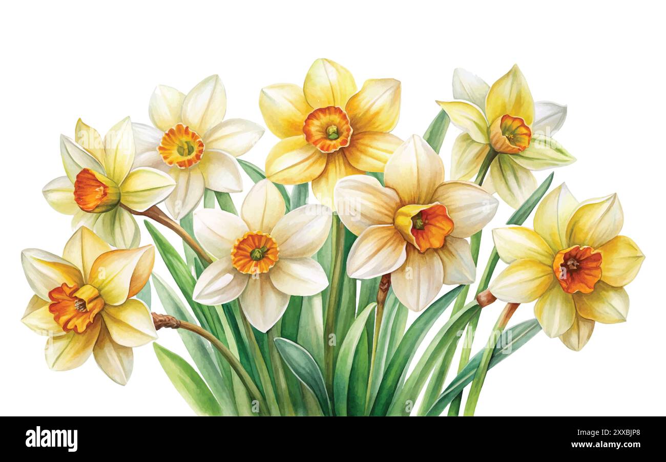 Disegno floreale acquerello Daffodil su sfondo bianco, clipart dell'illustrazione vettoriale Illustrazione Vettoriale