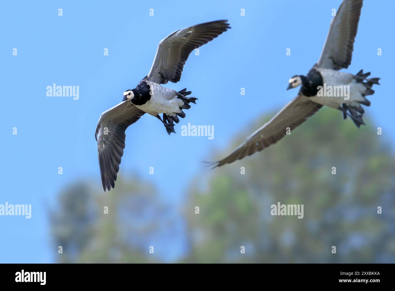 Due oche di barnacle (Branta leucopsis) in volo, atterrando con i piedi penzolanti in estate Foto Stock