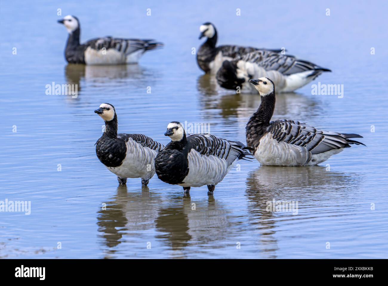 Gregge di oche di barnacle (branta leucopsis) che riposa in acque poco profonde dello stagno in estate Foto Stock