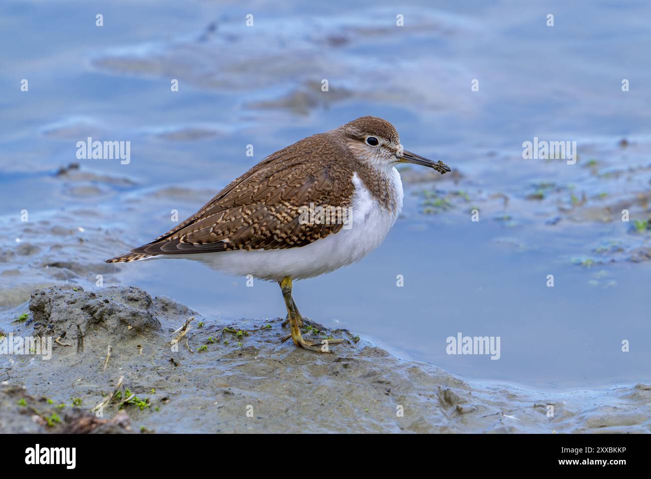 sandpiper comune (Actitis hypoleucos / Tringa hypoleucos) che riposa nel fango lungo la riva dello stagno fangoso nelle zone umide in estate Foto Stock