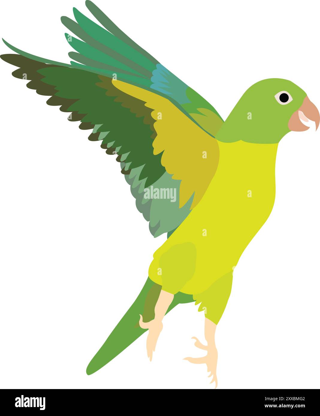 illustrazione del vettore psittacino volante su sfondo bianco Illustrazione Vettoriale