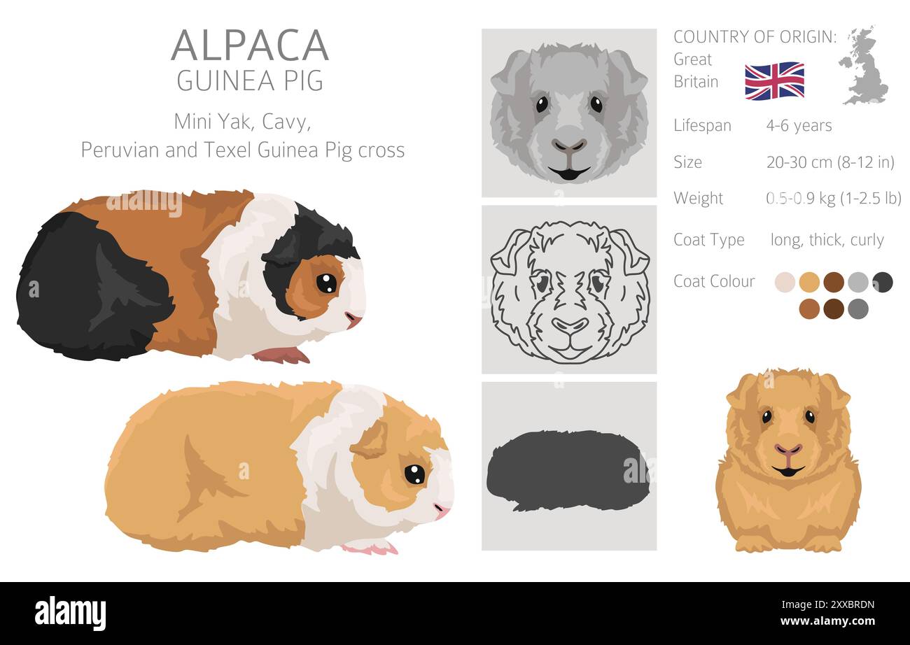 Alpaca Guinea Pig clipart. Set di cavies di tutti i colori del rivestimento. Roditori per animali domestici di piccola taglia. Illustrazione vettoriale Illustrazione Vettoriale