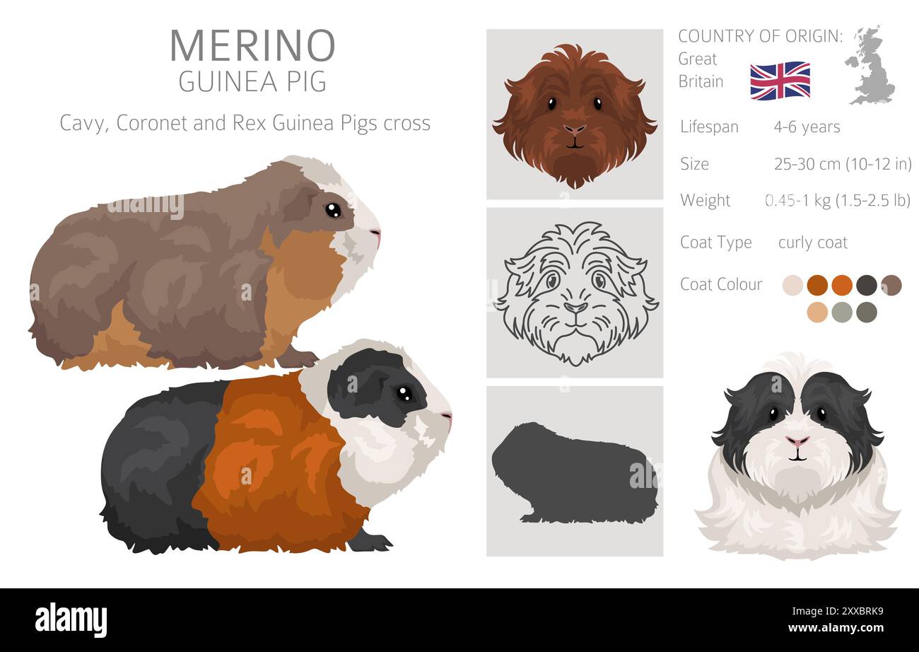 Merino Guinea Pig clipart. Set di cavies di tutti i colori del rivestimento. Roditori per animali domestici di piccola taglia. Illustrazione vettoriale Illustrazione Vettoriale