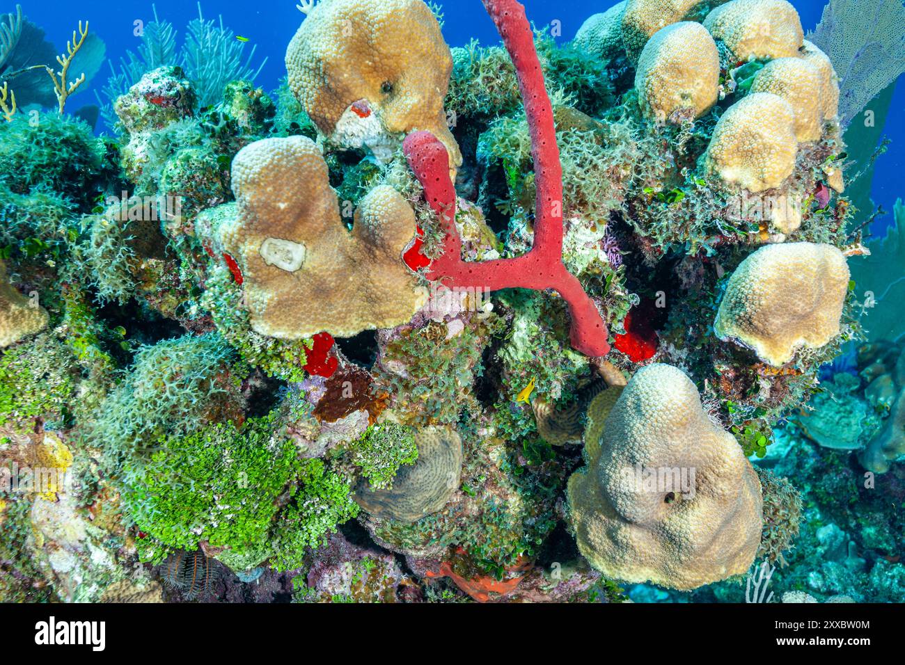 Honduras, Utila, spugna di corda appiattita (Dragmacidon lunaecharta) Foto Stock