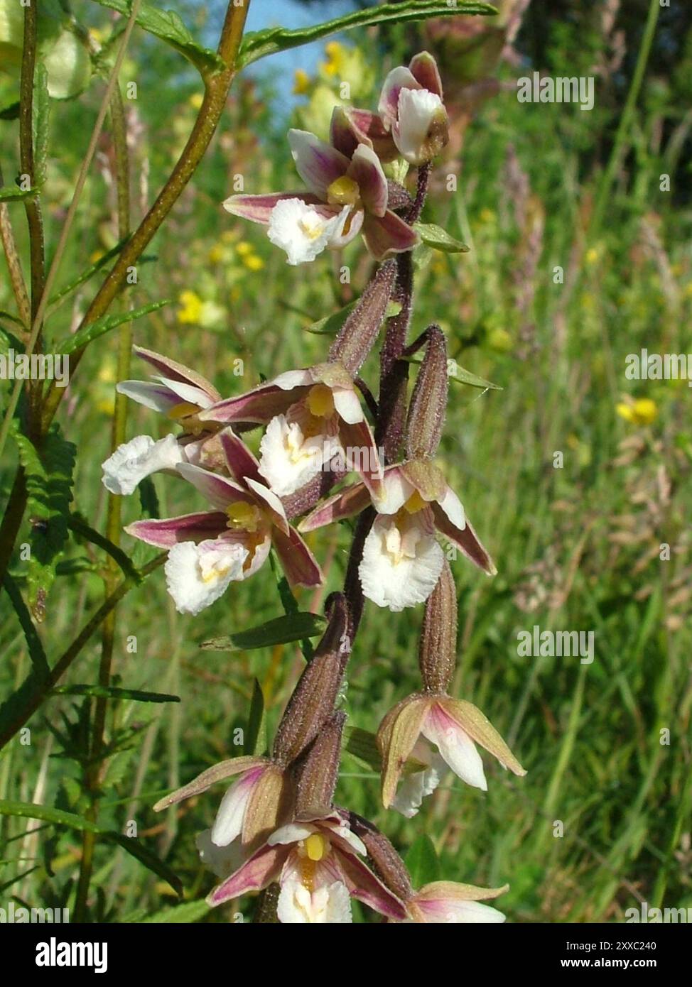 Marsh Helleborine ' Epipelactis palustris' Fiori Luglio Agosto, su Chalk giù zona di riserva, Morgans Hill, Wiltshire, Regno Unito Foto Stock