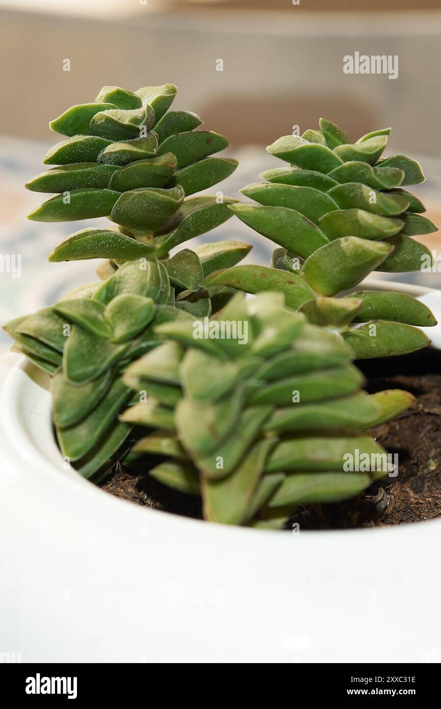 Crassula Perforata cresce in una teiera bianca, creando una combinazione unica di funzionalità e bellezza naturale. Ideale per la decorazione di interni. Foto Stock