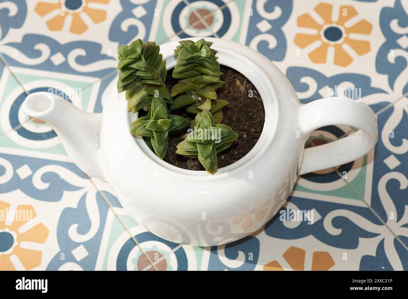 Pianta succulenta in una teiera bianca, ideale per un arredamento minimalista e moderno. Aggiunge un tocco verde e fresco a qualsiasi spazio. Foto Stock