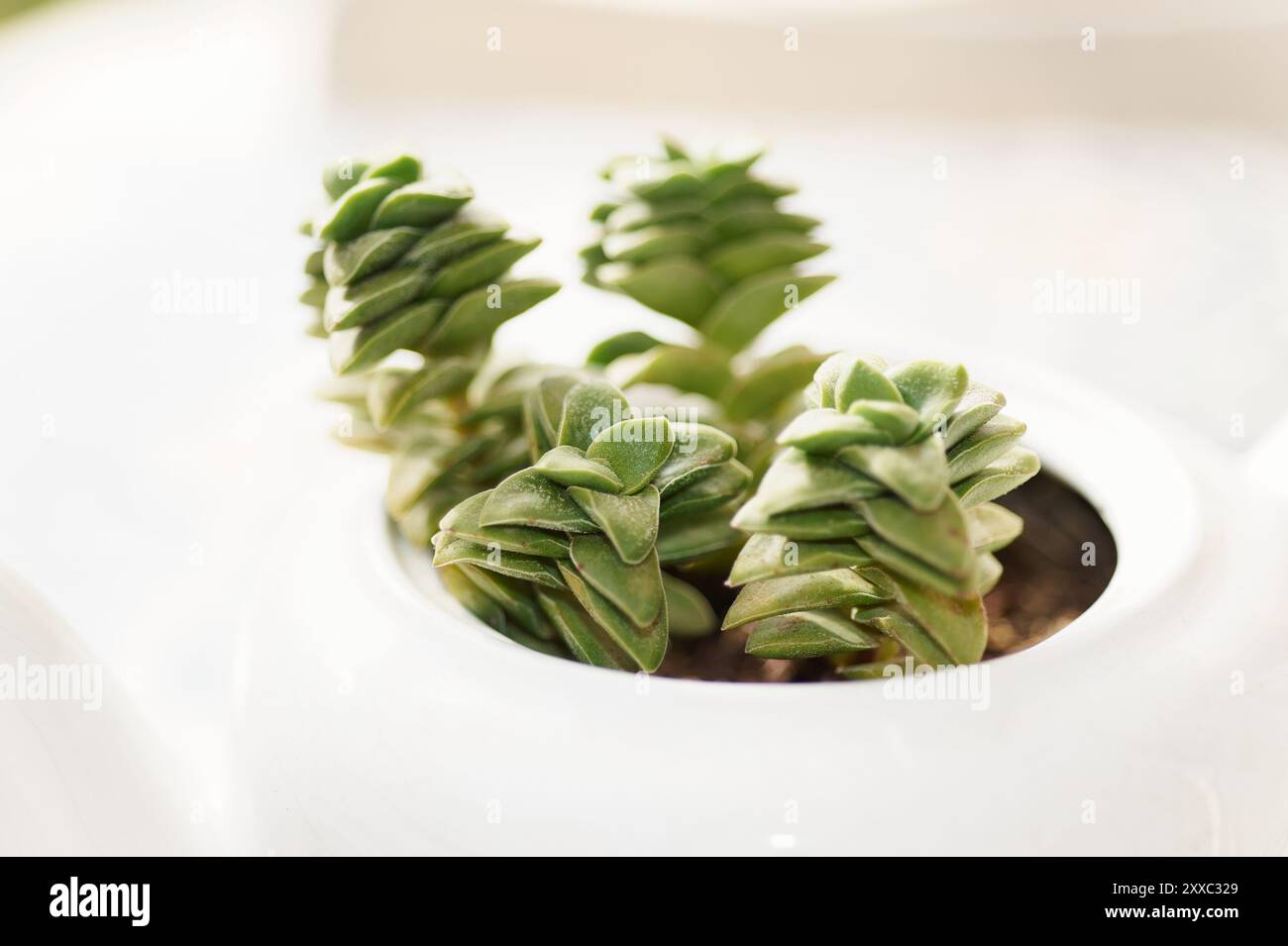 Succulenta Crassula Perforata piantata in una teiera bianca, perfetta per aggiungere un tocco verde e originale a qualsiasi spazio. Foto Stock