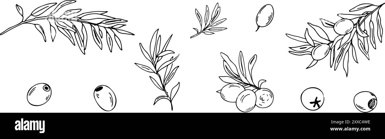 Set di rami d'ulivo e frutti isolati. Illustrazione grafica vettoriale, schizzo disegnato a mano. Può essere utilizzato per etichette di prodotti, cucina italiana, loghi e. Illustrazione Vettoriale