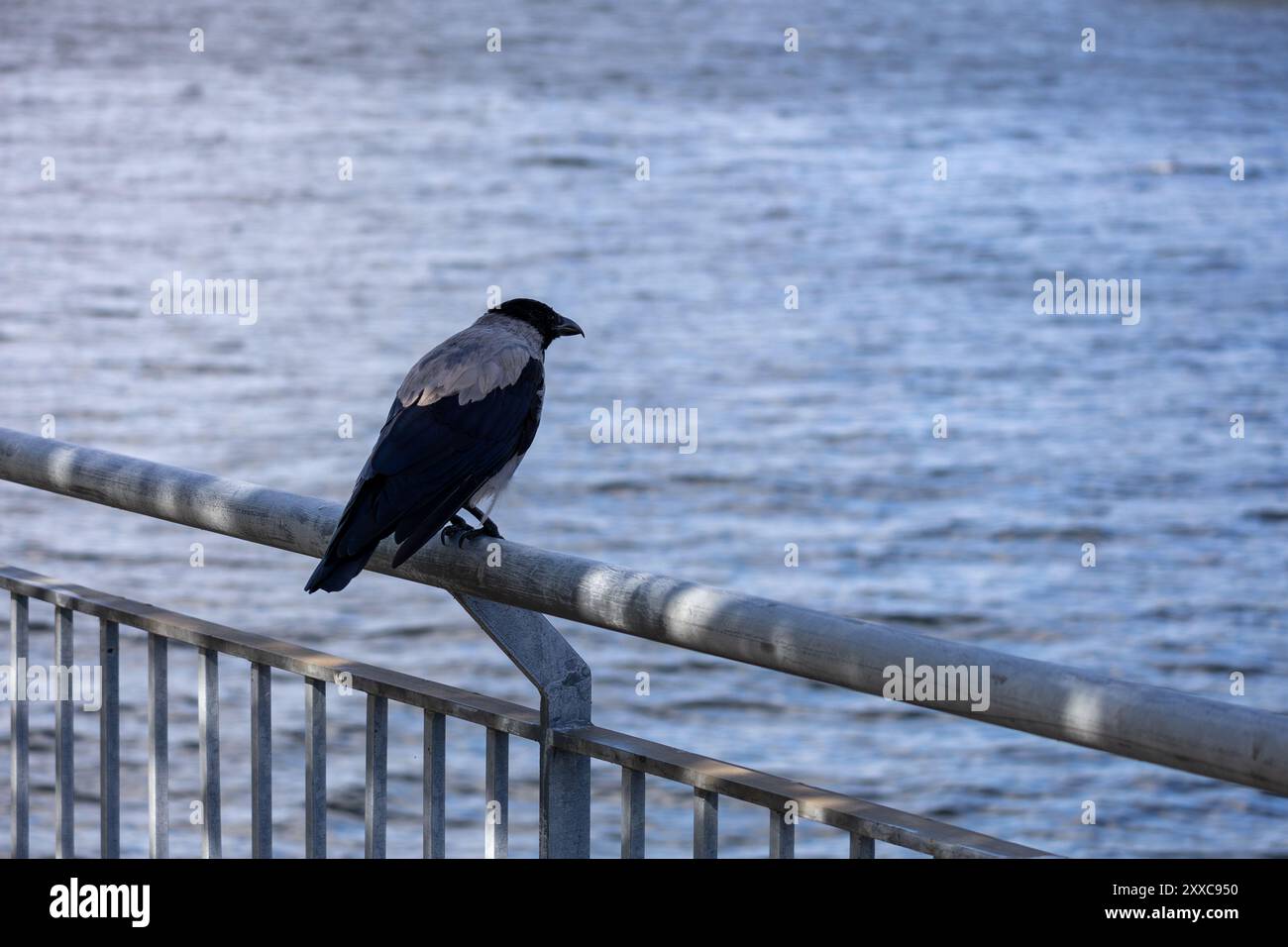 Un corvo appollaiato su una ringhiera di metallo vicino a un fiume, con acqua calma sullo sfondo. L'uccello ha un corpo scuro e ali grigie più chiare, in contrasto con il Foto Stock