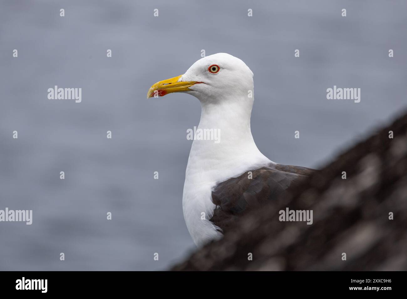 Un profilo ravvicinato di un gabbiano con un becco giallo e un occhio arancione brillante, adagiato su uno sfondo d'acqua sfocato. Le piume dell'uccello lo sono Foto Stock