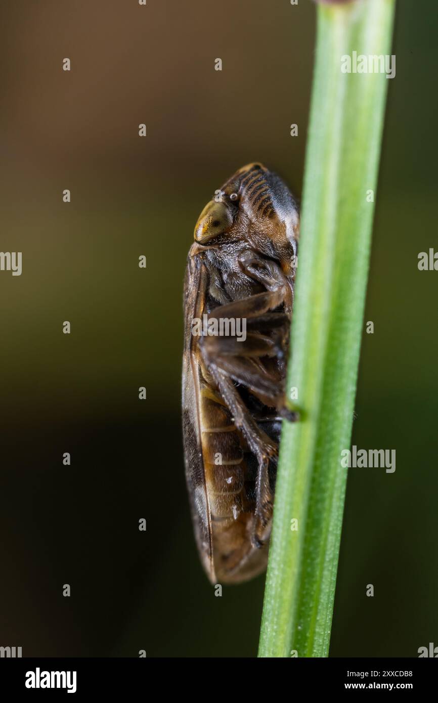 Ranocchio comune (Philaenus Spumarius) su una lama d'erba Foto Stock