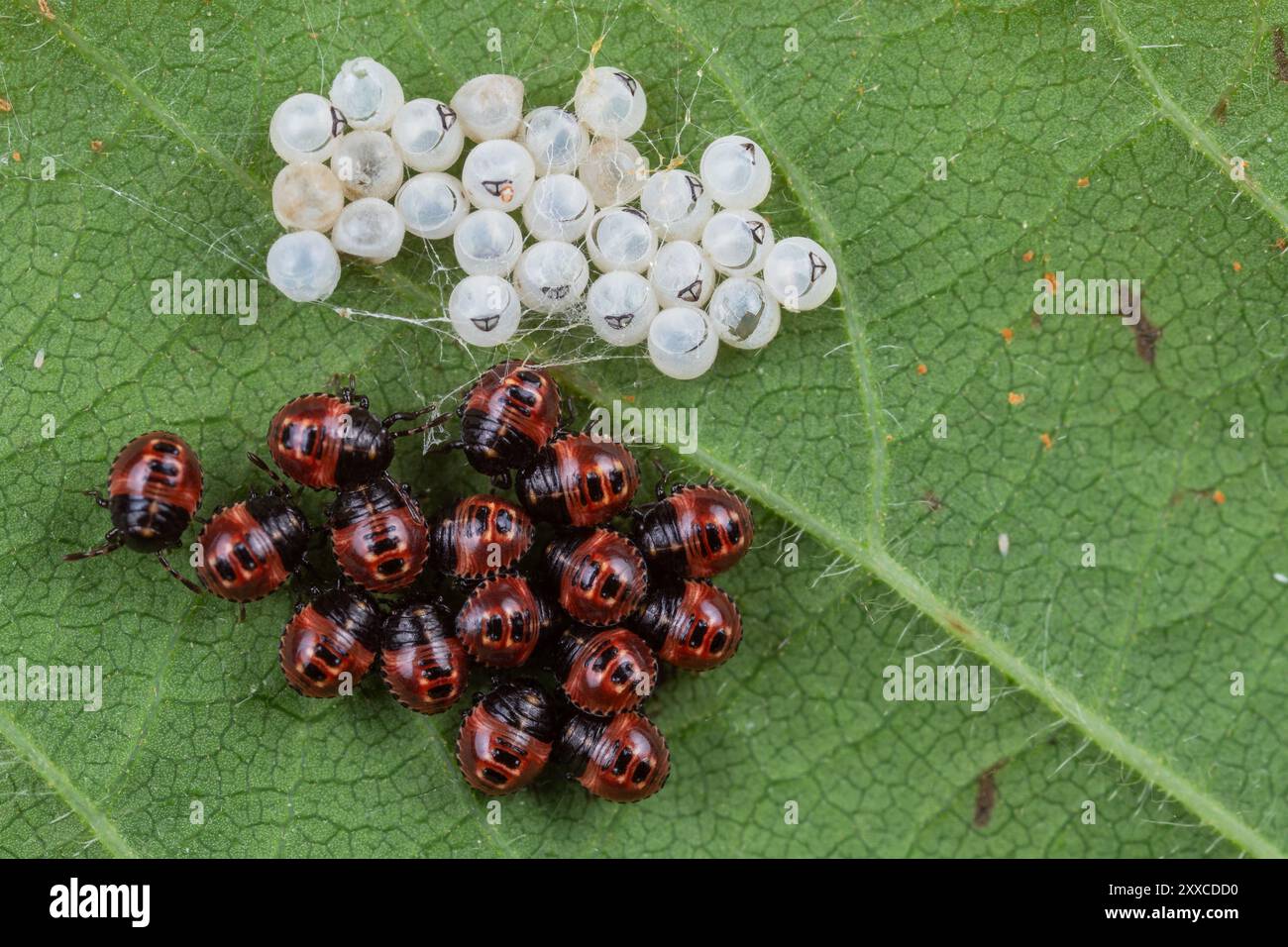 Ninfe e uova comuni (Palomena prasina), primo instar Foto Stock